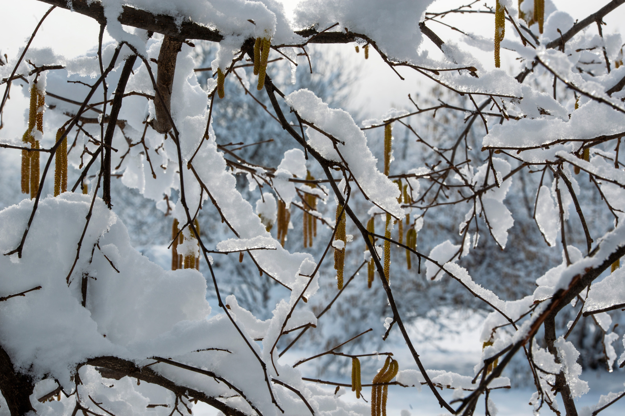 Branches d'arbres couvertes de neige.