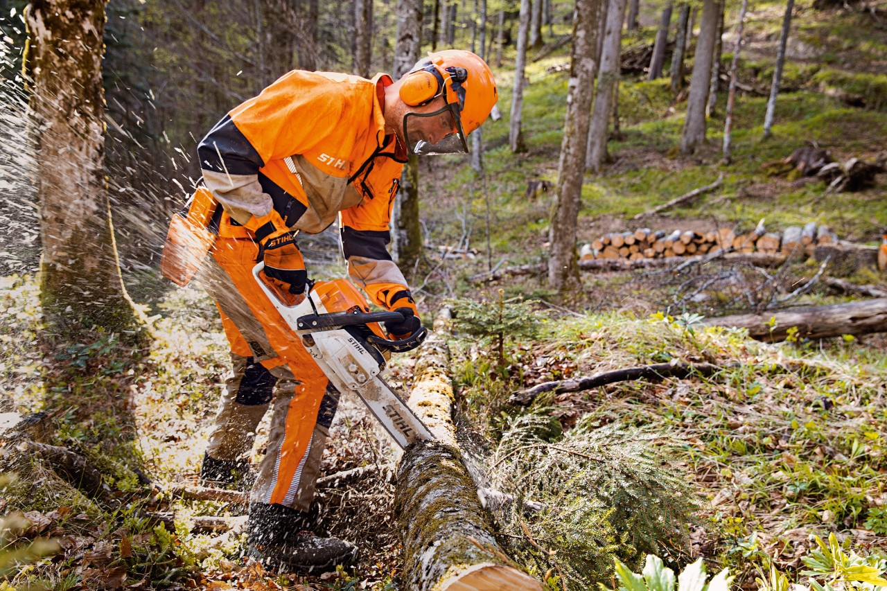 A forestry worker in STIHL protective clothing sawing wood in the forest with a STIHL chainsaw