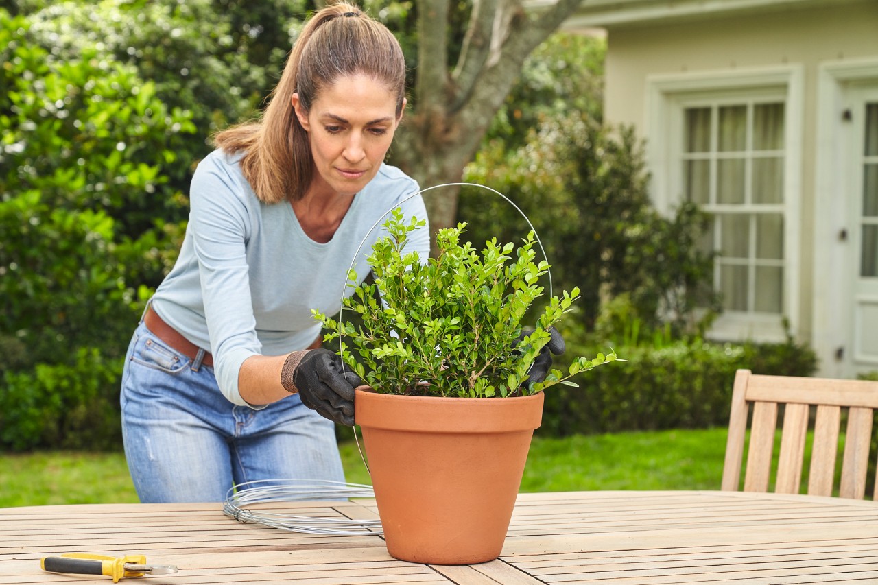 A woman shaping a piece of wire to form the planned boxwood ball
