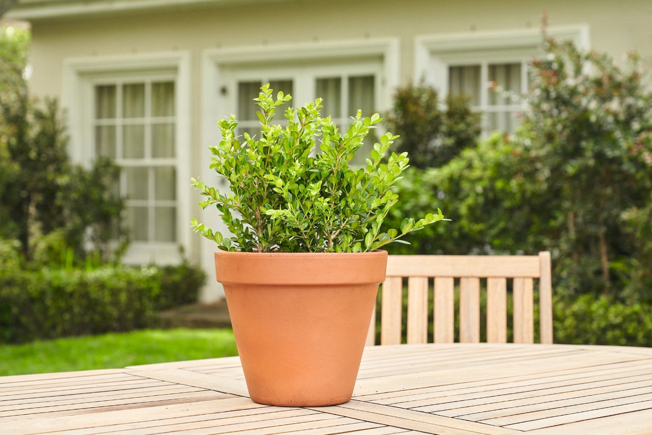 Potted boxwood on a garden table before trimming into shape
