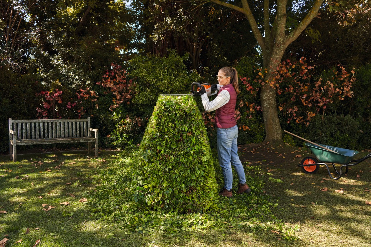 A woman wearing protective gloves pruning a cherry laurel hedge  