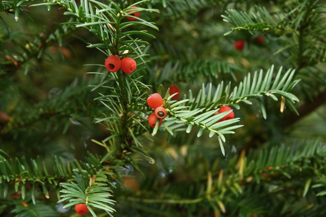 Close-up of a yew branch with red berries