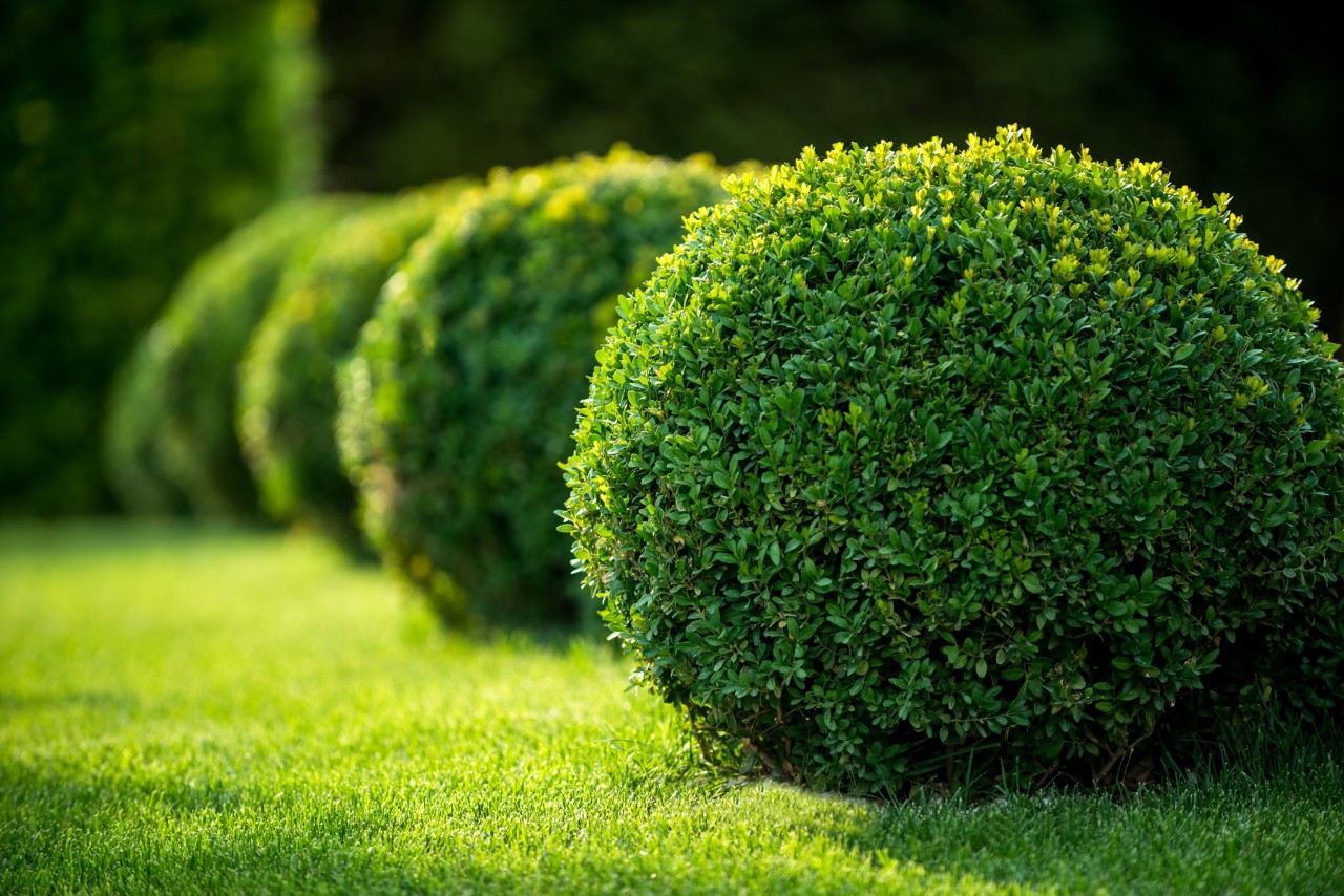Trimmed box balls on a green lawn