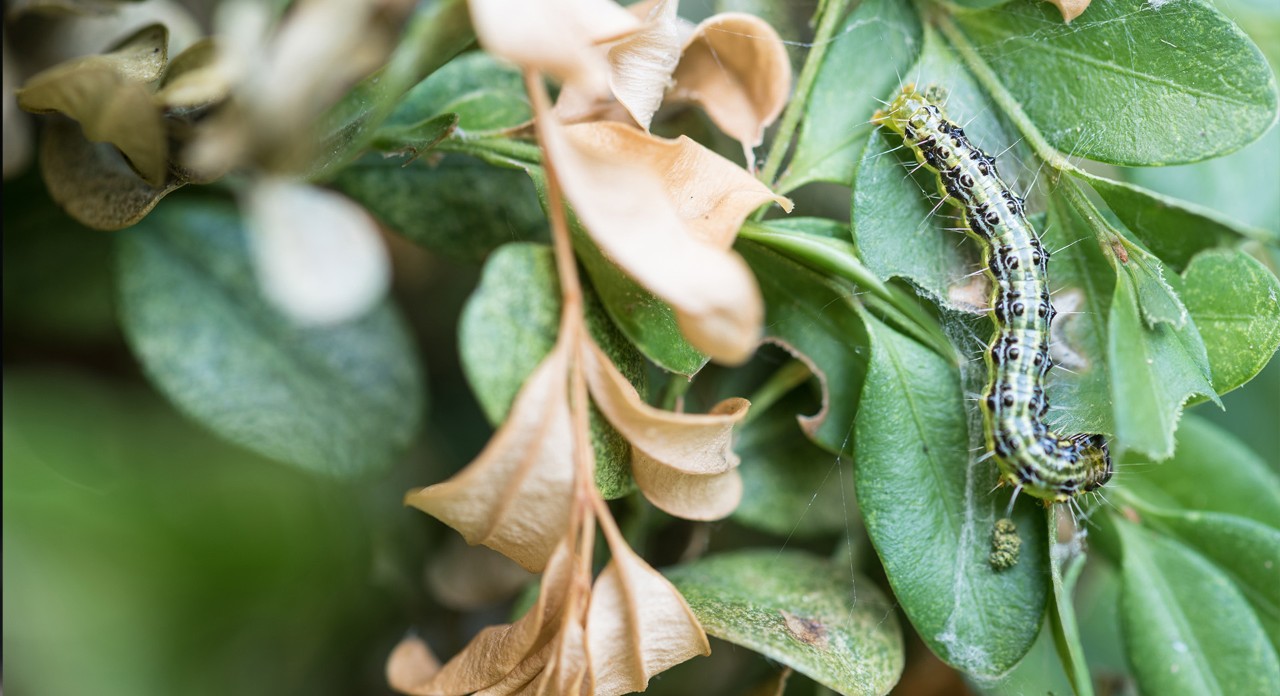 Close-up of a box tree moth caterpillar on a boxwood plant