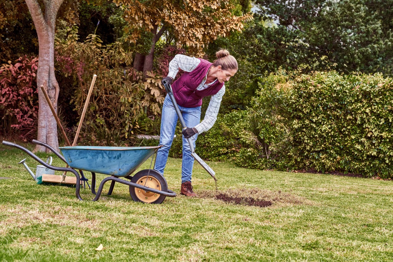 During lawn care in autumn, a woman shovels earth from a wheelbarrow to repair damage to the lawn