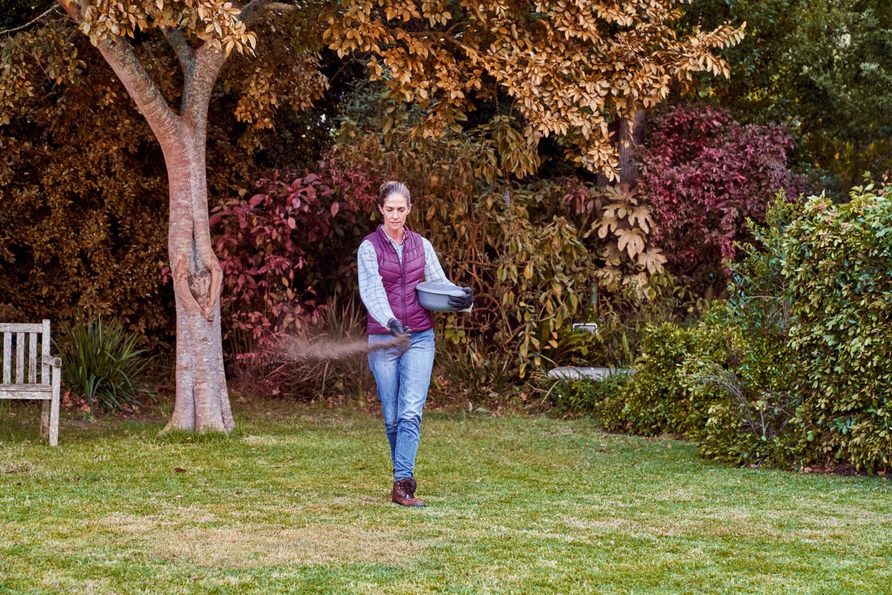 During lawn care in autmum, woman treats the lawn in her garden with autumn fertilizer