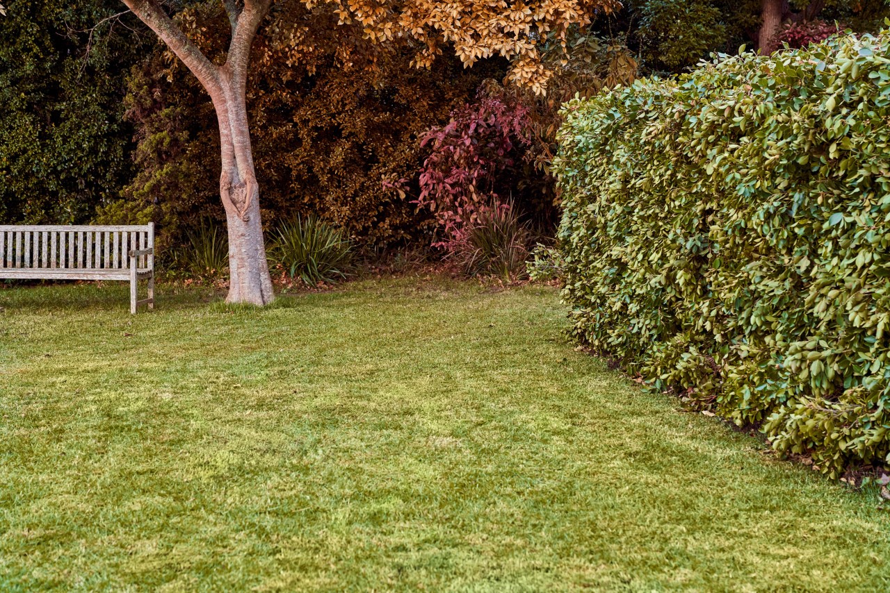 A bench, trees with autumn leaves and a hedge in a well-kept garden after lawn care in autumn