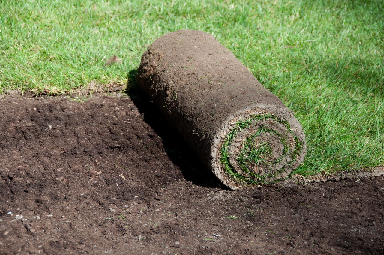 A partly laid lawn, with a half-unrolled piece of turf in the middle