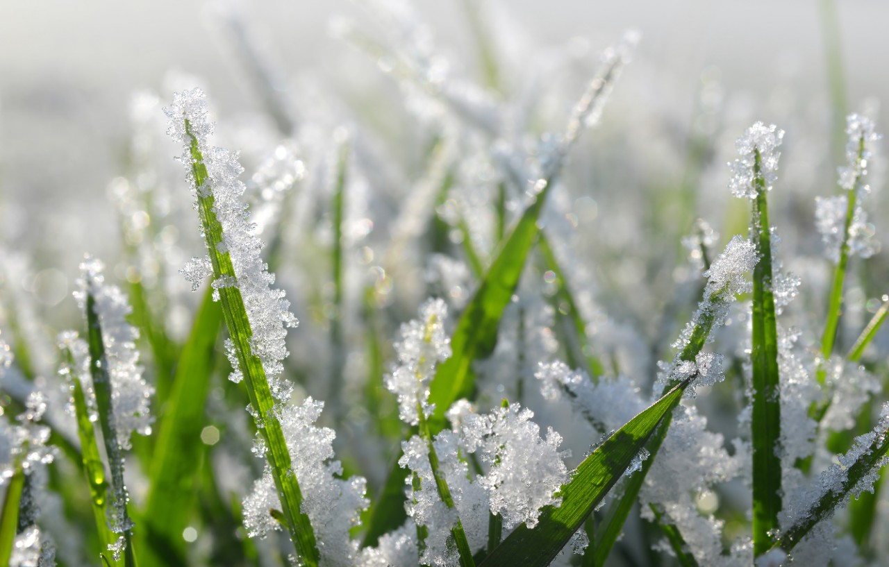 Close-up of blades of grass with ice and snow crystals