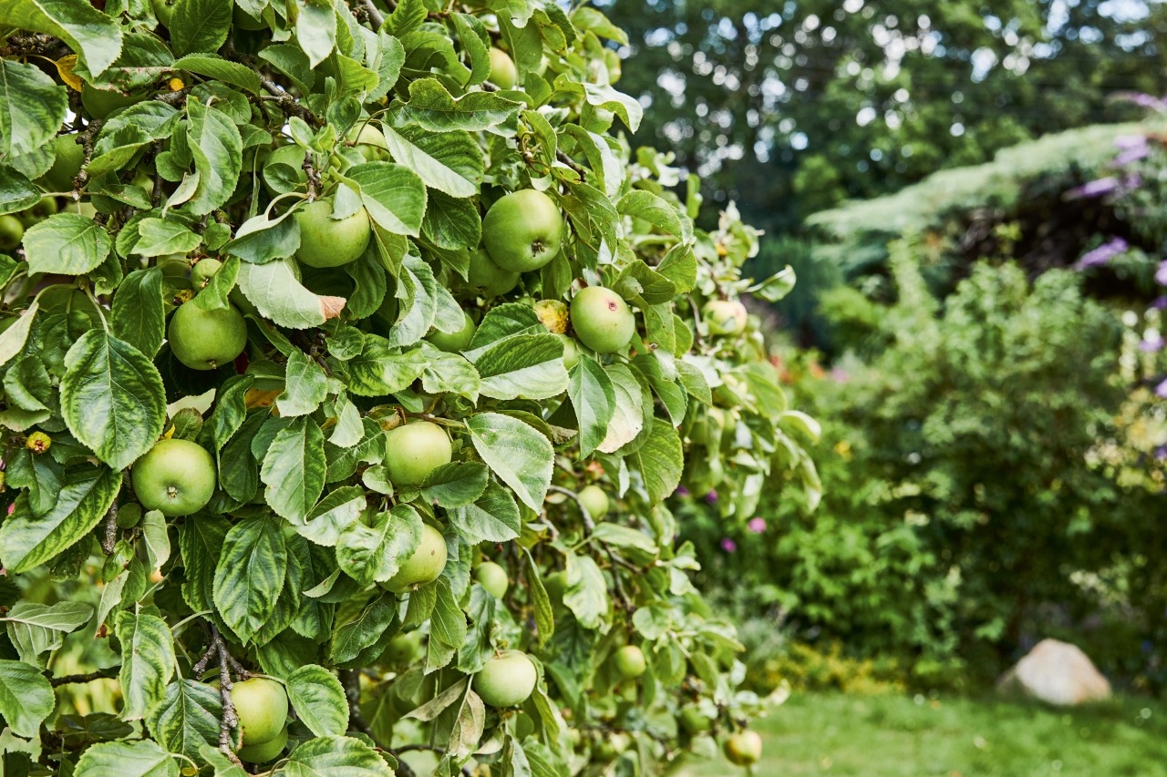 Pommier vert avec buissons et autres arbres fruitiers en arrière-plan