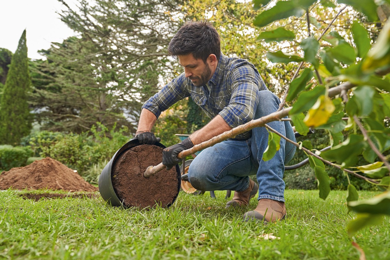 Un homme avec des gants de protection STIHL tient un arbre en conteneur à planter et assouplit la motte pour l’arroser