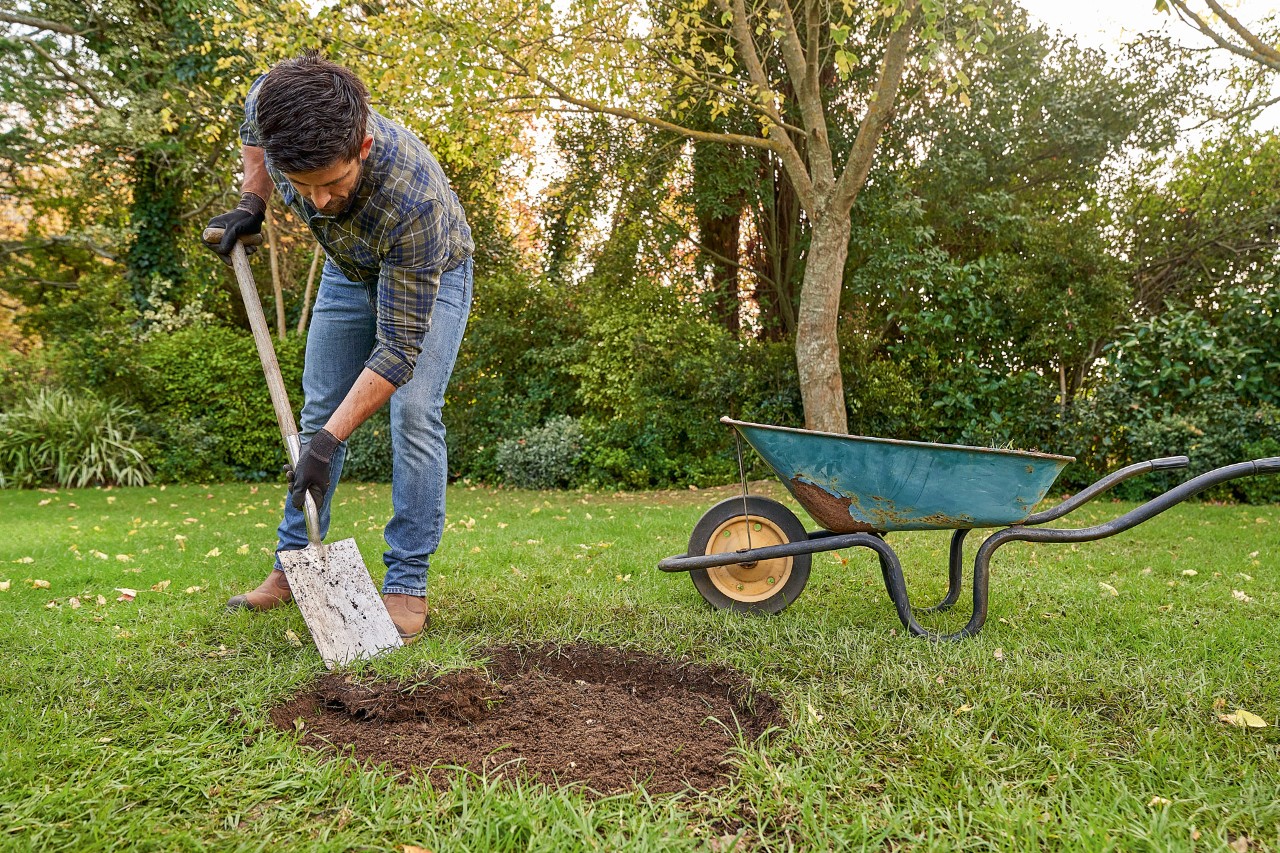 Un homme avec des gants de protection STIHL retire la pelouse à l’aide d’une bêche pour planter un arbre dans un trou de plantation