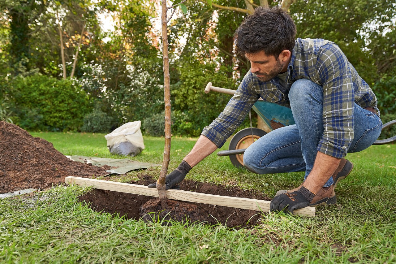 Un homme avec des gants de protection STIHL aligne un arbre au centre du trou de plantation sur lequel il pose une latte de toit.