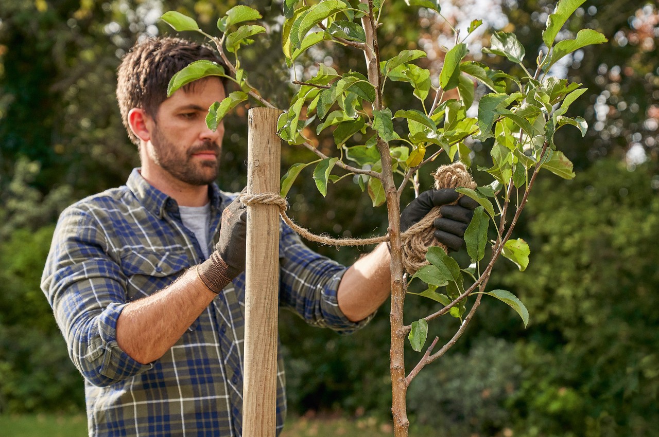 Un homme fixe un arbre planté à un tuteur à l’aide d’une corde
