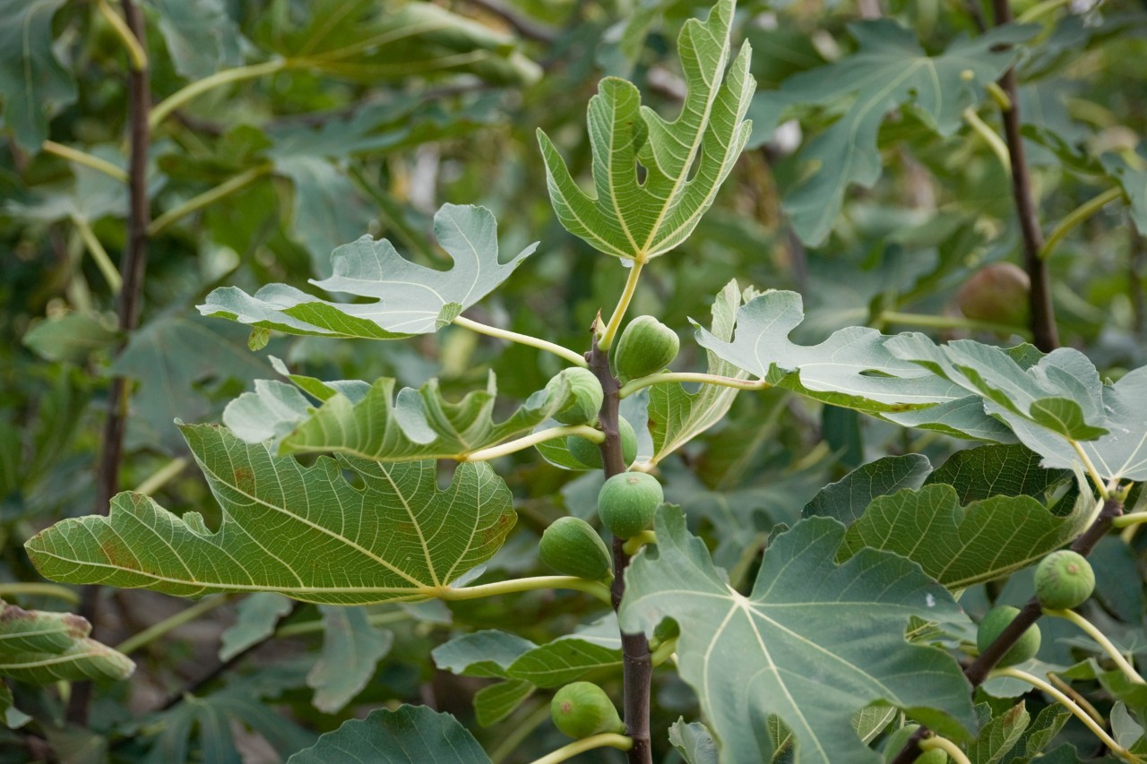 Figues sur une branche