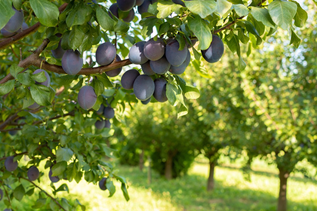 Des prunes mûres et juteuses sur un arbre