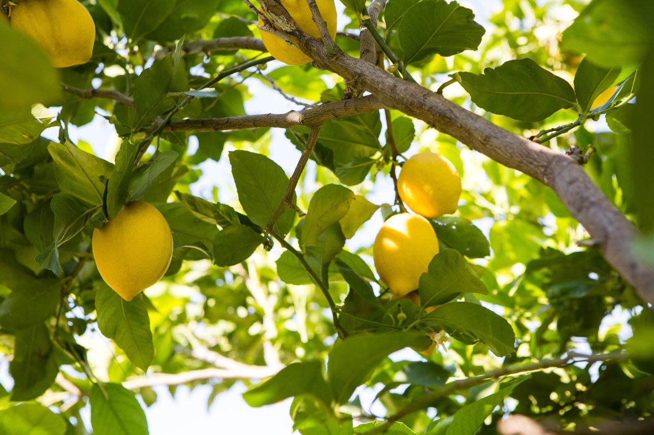 Des citrons sur un arbre