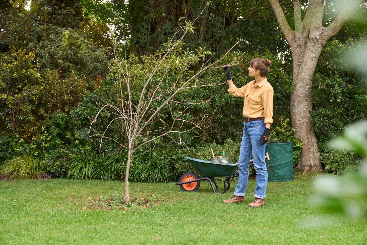 Une femme taille un arbre fruitier