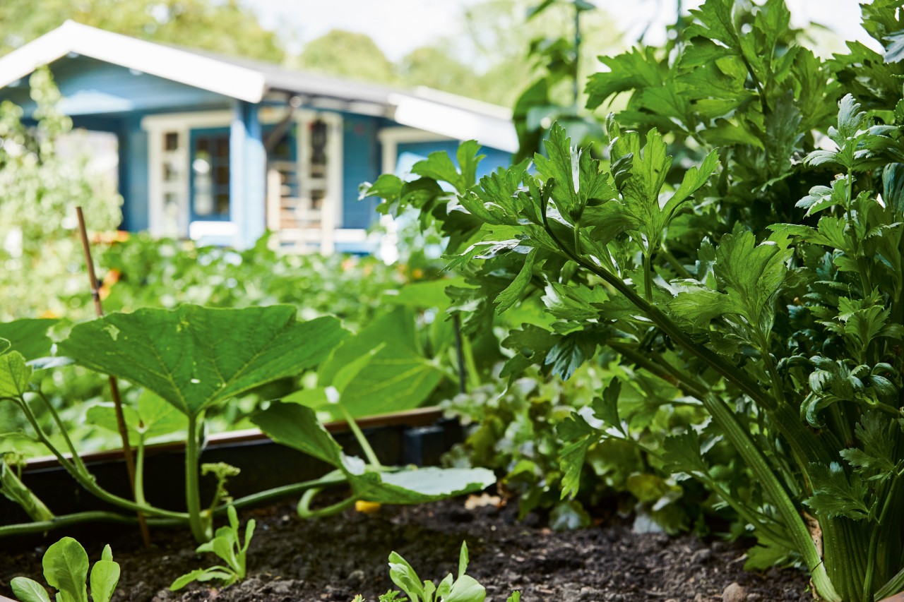 Carré potager avec persil et autres plantes après le paillage