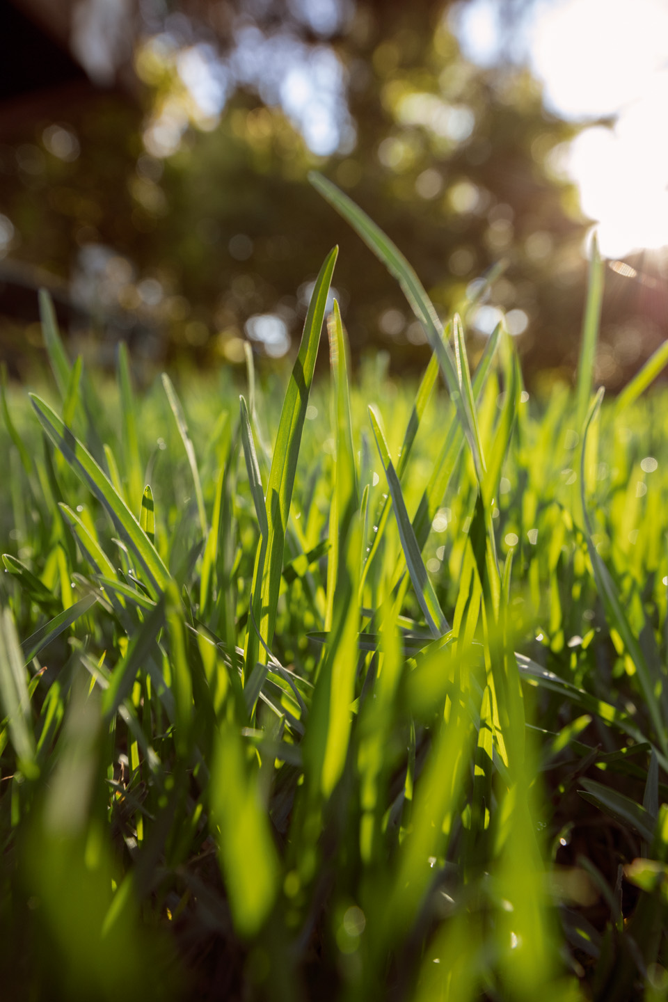 Gazon vert sous le soleil