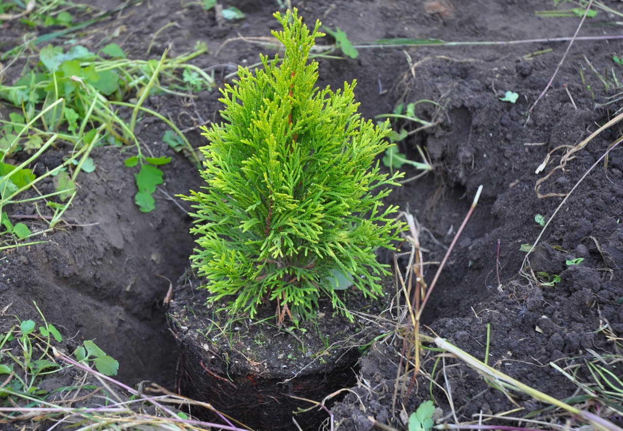 Replanter une petite haie pour combler les trous