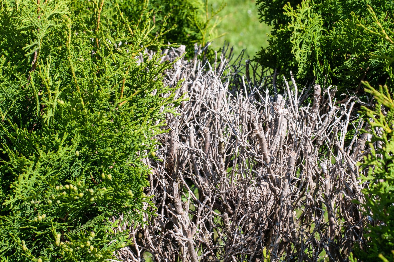 Branchage sec et dénudé dans la haie