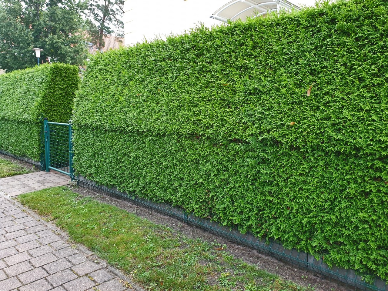 Haie dense et verte à côté d’une clôture de jardin avec des trous réduits