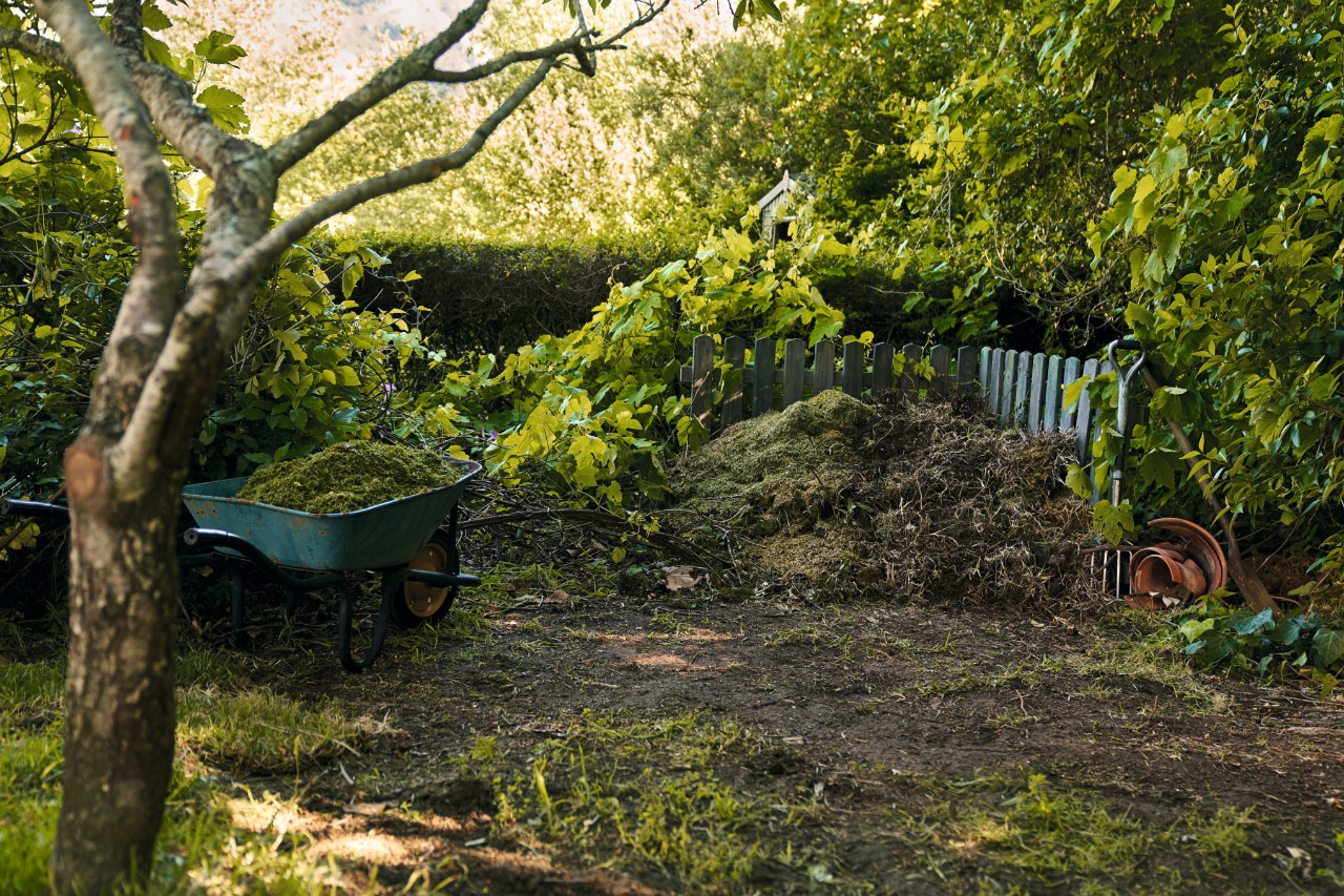 Brouette remplie de déchets de jardin à côté d’un tas de compost devant une haie