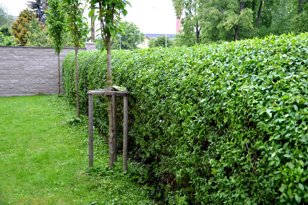 Haie de troène dans un jardin avec pelouse et petits arbres