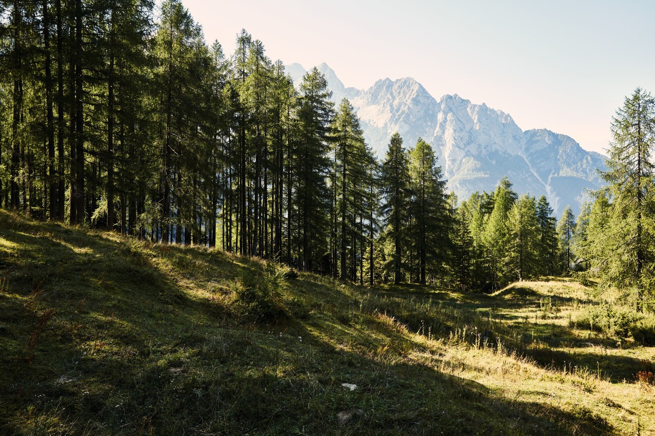 Paysage de forêt et de montagne